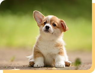 子犬販売・里親募集